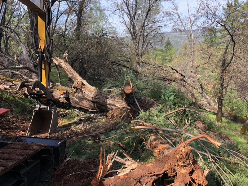 Tree Removal Placerville CA