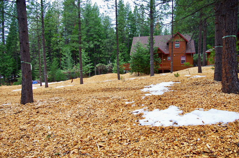 Tree Stand Thinning Placerville CA