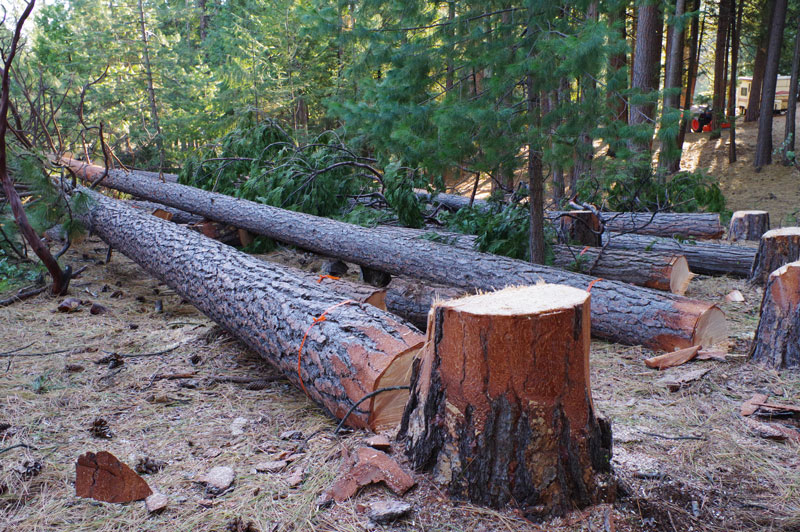 Tree & Brush Mastication Placerville CA